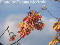 Acer rubrum v. triloba (Red Maple)